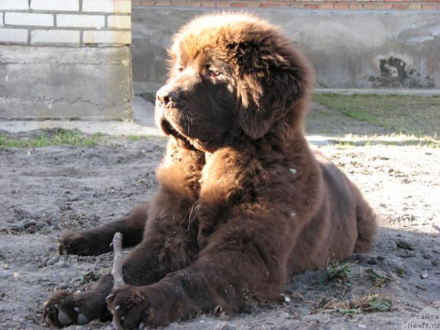 Фото: ньюфаундленд Aristokrat ot Rafayellyi (Аристократ от Рафаэллы)