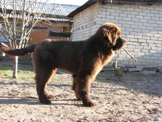 Фото: ньюфаундленд Aristokrat ot Rafayellyi (Аристократ от Рафаэллы)