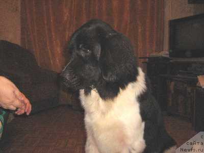 Фото: ньюфаундленд Zaryanika Morskoy Medved (Зарянка Морской Медведь)