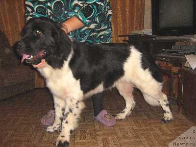 Фото: ньюфаундленд Zaryanika Morskoy Medved (Зарянка Морской Медведь)