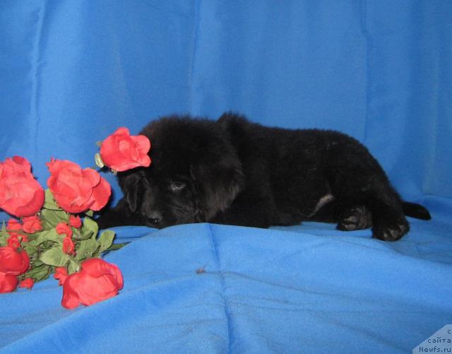 Фото: ньюфаундленд Imperatorskiy Kapriz Ikariya (Императорский Каприз Икария)