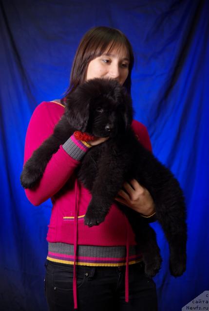 Фото: ньюфаундленд Imperatorskiy Kapriz Ikariya (Императорский Каприз Икария)