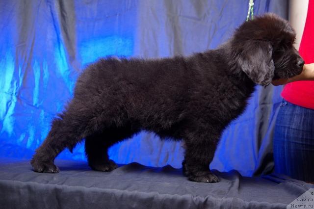 Фото: ньюфаундленд Imperatorskiy Kapriz Ikariya (Императорский Каприз Икария)