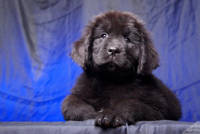 Фото: ньюфаундленд Imperatorskiy Kapriz Ikariya (Императорский Каприз Икария)