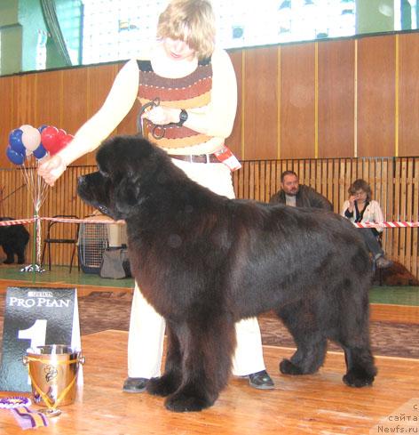 Фото: ньюфаундленд Armani Imperial (Армани Империал)