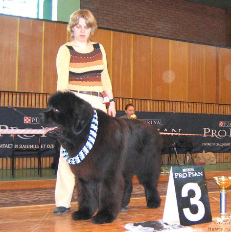 Фото: ньюфаундленд Armani Imperial (Армани Империал)