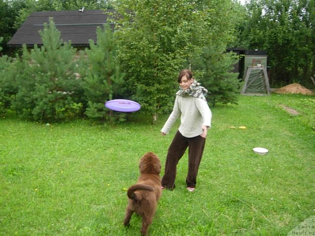 Фото: ньюфаундленд Fann'yuf Obraz Jizni Al'f (Фанньюф Образ Жизни Альф)