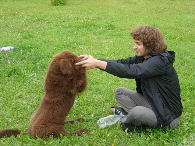 Фото: ньюфаундленд Fann'yuf Obraz Jizni Al'f (Фанньюф Образ Жизни Альф)