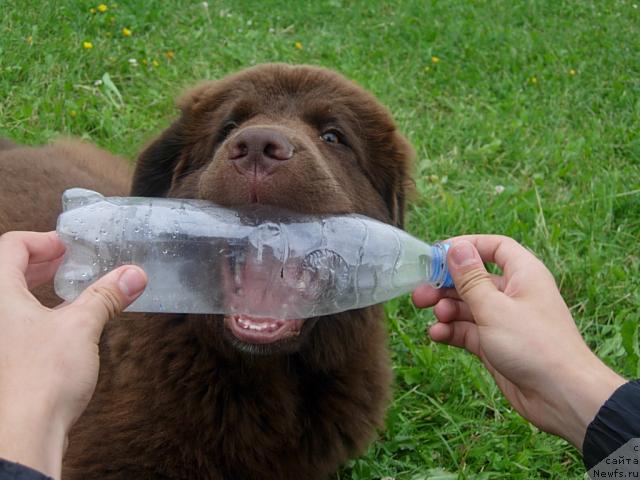 Фото: ньюфаундленд Fann'yuf Obraz Jizni Al'f (Фанньюф Образ Жизни Альф)