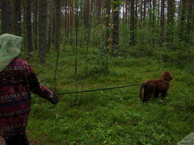 Фото: ньюфаундленд Fann'yuf Obraz Jizni Al'f (Фанньюф Образ Жизни Альф)