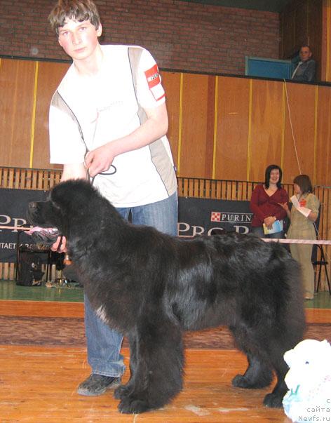 Фото: ньюфаундленд Super Premium Berry Good Luck (Супер Премиум Бэрри Гуд Лак)