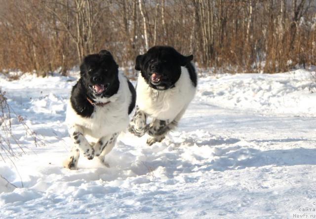 Фото: ньюфаундленд Plyushevaya Panda La Bella (Плюшевая Панда Ла Белла), ньюфаундленд Super Bizon Argo (Супер Бизон Арго)