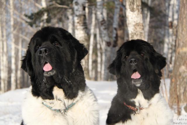 Фото: ньюфаундленд Super Bizon Argo (Супер Бизон Арго), ньюфаундленд Plyushevaya Panda La Bella (Плюшевая Панда Ла Белла)