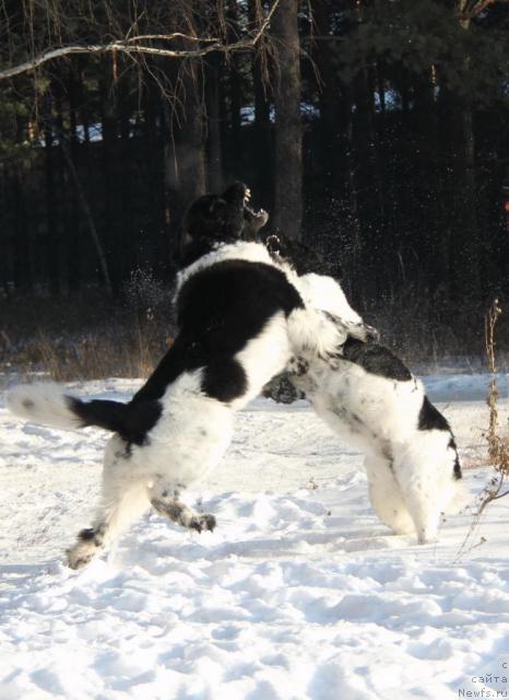Фото: ньюфаундленд Super Bizon Argo (Супер Бизон Арго), ньюфаундленд Plyushevaya Panda La Bella (Плюшевая Панда Ла Белла)
