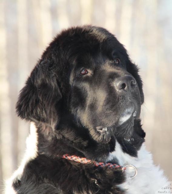 Фото: ньюфаундленд Plyushevaya Panda La Bella (Плюшевая Панда Ла Белла)