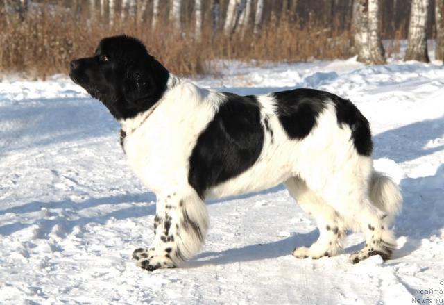 Фото: ньюфаундленд Plyushevaya Panda La Bella (Плюшевая Панда Ла Белла)