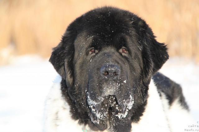 Фото: ньюфаундленд Super Bizon Argo (Супер Бизон Арго)