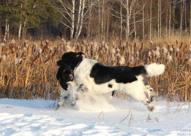 Фото: ньюфаундленд Super Bizon Argo (Супер Бизон Арго), ньюфаундленд Plyushevaya Panda La Bella (Плюшевая Панда Ла Белла)