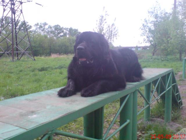 Фото: ньюфаундленд Velikiy Medved' Zagadka (Великий Медведь Загадка)