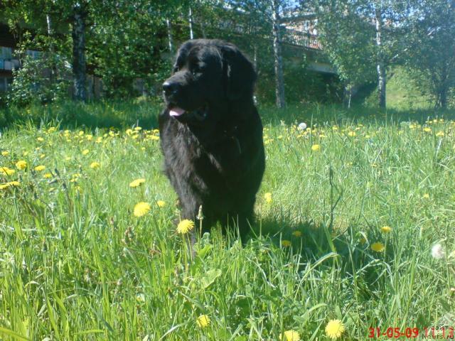 Фото: ньюфаундленд Velikiy Medved' Zagadka (Великий Медведь Загадка)