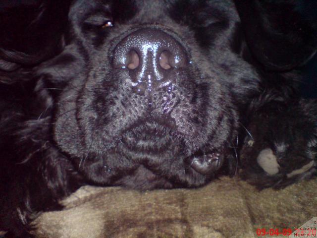 Фото: ньюфаундленд Velikiy Medved' Zagadka (Великий Медведь Загадка)