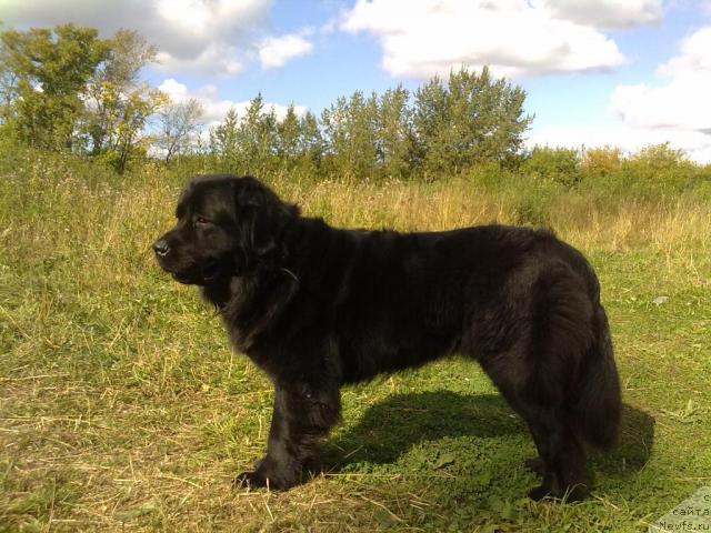 Фото: ньюфаундленд Velikiy Medved' Zagadka (Великий Медведь Загадка)