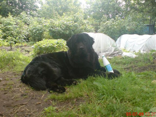 Фото: ньюфаундленд Velikiy Medved' Zagadka (Великий Медведь Загадка)