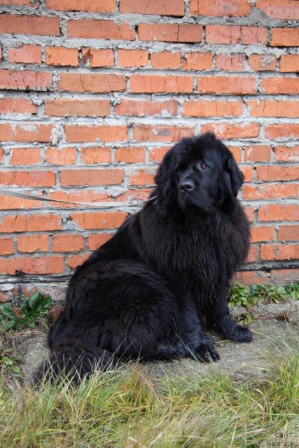 Фото: ньюфаундленд CHansi iz Zolotogo Treugol'nika (Чанси из Золотого Треугольника)