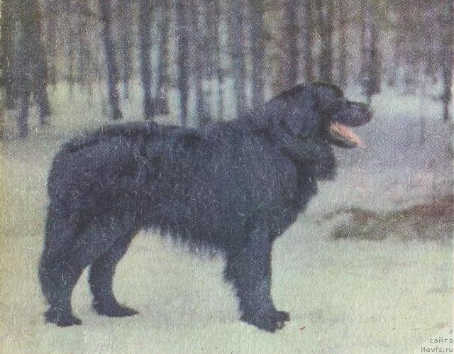 Фото: ньюфаундленд Berri CHan (Берри Чан)