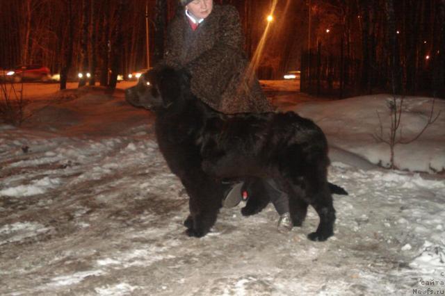 Фото: ньюфаундленд Akvatoriya Kelvin Integra (Акватория Келвин Интегра), Tat'yana Abutova (Татьяна Абутова)