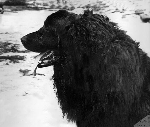 Фото: ньюфаундленд Morsi Kuzya (Морси Кузя)