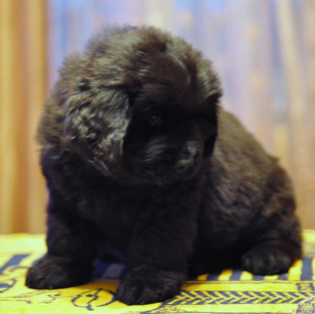 Фото: ньюфаундленд Potap YAstreb (Потап Ястреб)