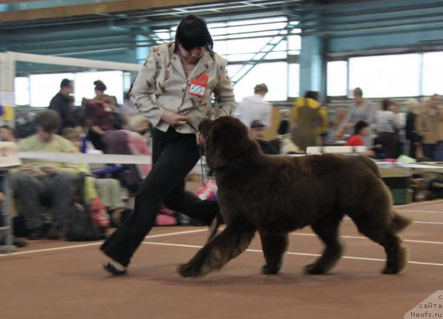 Фото: ньюфаундленд Aetna vom Riesrand (Aetna vom Riesrand)