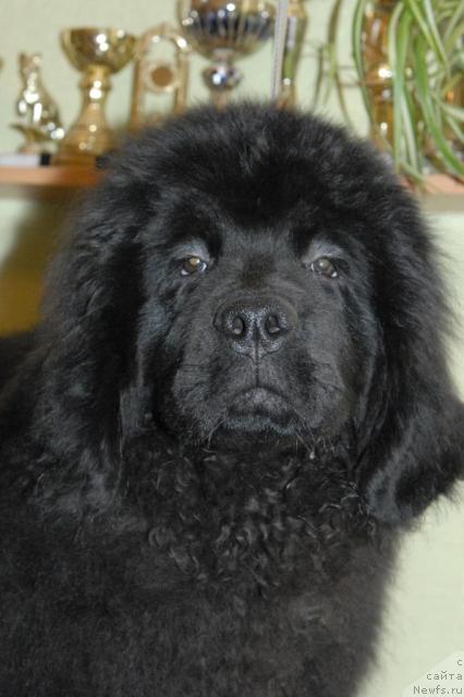 Фотография № 34621