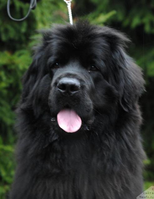 Фото: ньюфаундленд Rashel (Рашель)