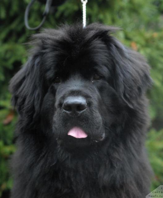 Фото: ньюфаундленд Rashel (Рашель)