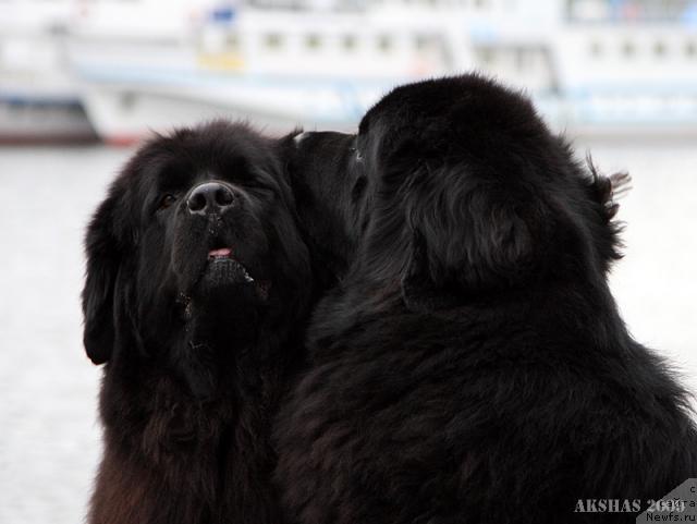 Фото: ньюфаундленд CHansi iz Zolotogo Treugol'nika (Чанси из Золотого Треугольника), ньюфаундленд Amulet Lyubvi i Schastya (Амулет Любви и Счастья)