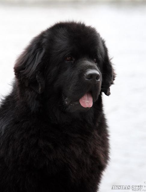 Фото: ньюфаундленд Amulet Lyubvi i Schastya (Амулет Любви и Счастья)