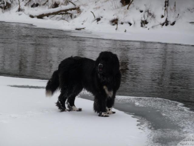 Фото: ньюфаундленд Blestyaschaya Brina (Блестящая Брина)