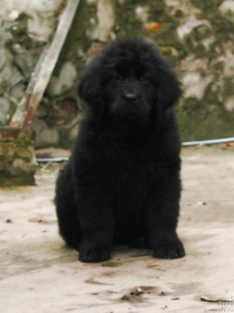 Фото: ньюфаундленд Izbrannitsa Nebes Katalina (Избранница Небес Каталина)