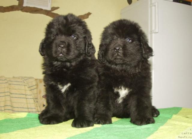 Фото: ньюфаундленд Vindzorskaya Prokaznica Lava (Виндзорская Проказница Лава)