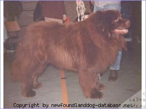 Фото: ньюфаундленд Boedha van het Hoogveen