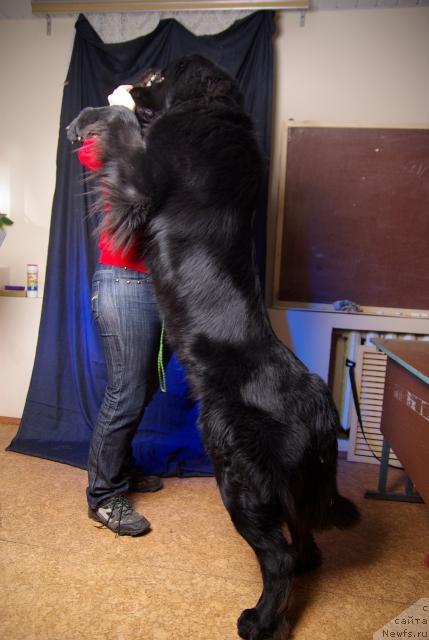 Фото: ньюфаундленд Arman'yak Dushi Moey (Арманьяк Души Моей)