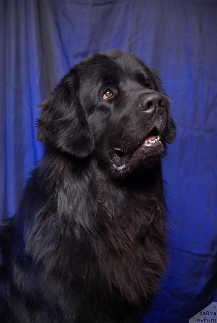 Фото: ньюфаундленд Arman'yak Dushi Moey (Арманьяк Души Моей)