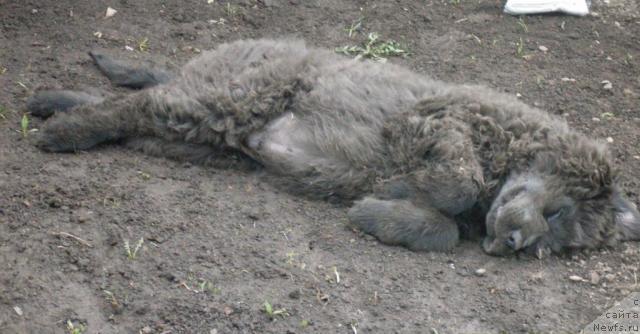 Фото: ДЮРБАХЛЕР КЛАБ АЛЕКС ГРЕЙ