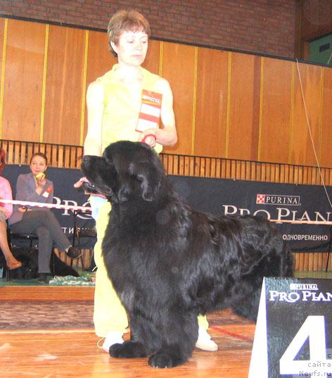 Фото: ньюфаундленд Tsarskiy Roman iz Medvejyego Yara (Царский Роман из Медвежьего Яра)