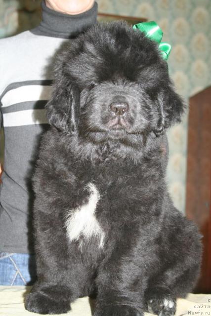 Фото: ньюфаундленд Beguschaya po Volnam Rodeo Drive (Бегущая по Волнам Родео Дриве)