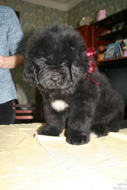 Фото: ньюфаундленд Beguschaya po volnam Russian Hit (Бегущая по волнам Руссиан Хит)