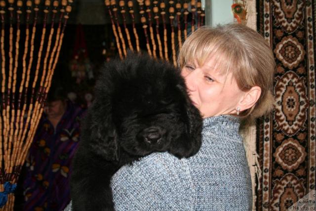 Фото: ньюфаундленд Beguschaya po volnam Russian Hit (Бегущая по волнам Руссиан Хит)