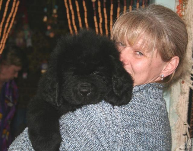 Фото: ньюфаундленд Beguschaya po volnam Russian Hit (Бегущая по волнам Руссиан Хит)